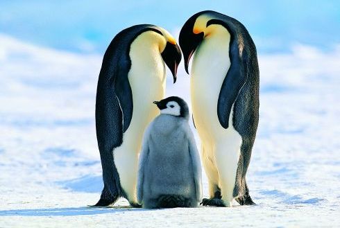 Top 17 lucruri interesante despre pinguini
