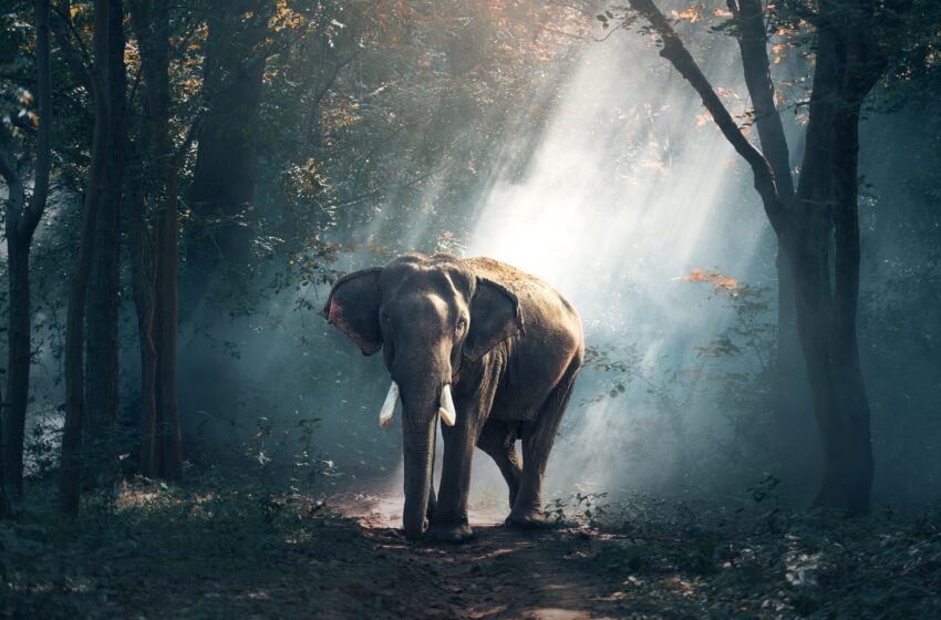  Curiozitati despre elefanti