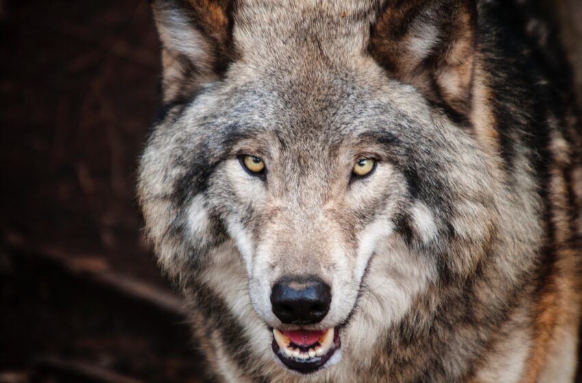  Curiozitati despre lupi