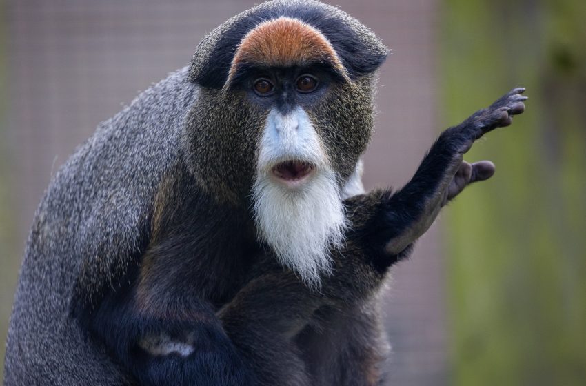  Curiozitati despre Maimute